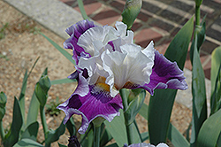 Hoosier Dome Iris (Iris 'Hoosier Dome') at Stonegate Gardens