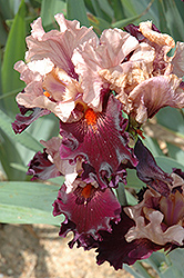 Disguise Iris (Iris 'Disguise') at Stonegate Gardens