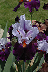 Chelsea Blue Iris (Iris 'Chelsea Blue') at Stonegate Gardens
