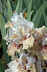 Guatemala Iris (Iris 'Guatemala') at Stonegate Gardens