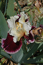 Raspberry Swirl Iris (Iris 'Raspberry Swirl') at Stonegate Gardens