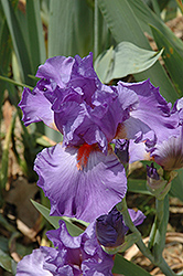 Pacific Fire Iris (Iris 'Pacific Fire') at Stonegate Gardens