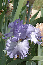 Palace Of Thoughts Iris (Iris 'Palace Of Thoughts') at Stonegate Gardens
