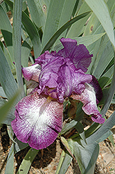 Cross Stitch Iris (Iris 'Cross Stitch') at Stonegate Gardens
