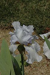 Over And Over Iris (Iris 'Over And Over') at Stonegate Gardens