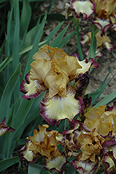 Radiant Bliss Iris (Iris 'Radiant Bliss') at Stonegate Gardens