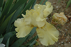 Lichen Iris (Iris 'Lichen') at Stonegate Gardens