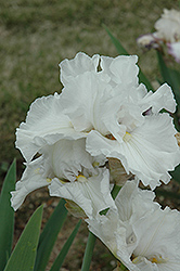 Lunar Whitewash Iris (Iris 'Lunar Whitewash') at Stonegate Gardens