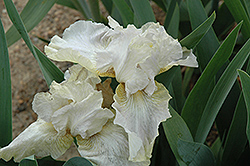Renown Iris (Iris 'Renown') at Stonegate Gardens