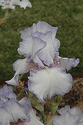 Amethyst Winter Iris (Iris 'Amethyst Winter') at Stonegate Gardens