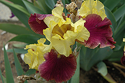 Blatant Iris (Iris 'Blatant') at Stonegate Gardens