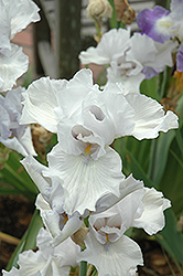 Aspen Iris (Iris 'Aspen') at Stonegate Gardens