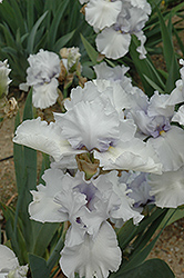 Witch Of Endor Iris (Iris 'Witch Of Endor') at Stonegate Gardens