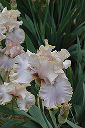 Winterland Iris (Iris 'Winterland') at Stonegate Gardens