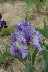 Genteel Iris (Iris 'Genteel') at Wallitsch Nursery And Garden Center