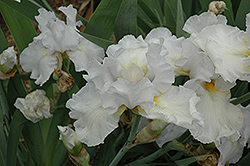 High Ho Silver Iris (Iris 'High Ho Silver') at Stonegate Gardens