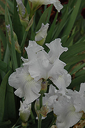 Frost Echo Iris (Iris 'Frost Echo') at Stonegate Gardens