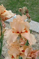 Frappe Iris (Iris 'Frappe') at Lakeshore Garden Centres