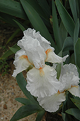 Returning Peace Iris (Iris 'Returning Peace') at Stonegate Gardens