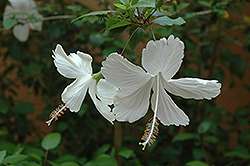 Dainty White Hibiscus (Hibiscus rosa-sinensis 'Dainty White') at Stonegate Gardens