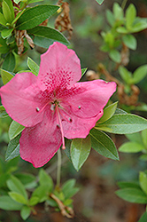 Abbott Azalea (Rhododendron 'Abbott') at Stonegate Gardens