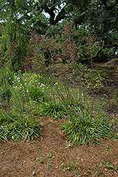Mottled Tuberose (Manfreda variegata) at Stonegate Gardens