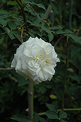 Lamarque Rose (Rosa 'Lamarque') at Stonegate Gardens