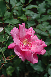 Bon Silene Rose (Rosa 'Bon Silene') at Stonegate Gardens