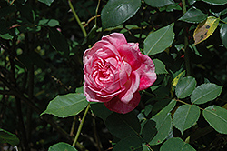Mrs. B.R. Cant Rose (Rosa 'Mrs. B.R. Cant') at Stonegate Gardens