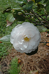 Goggy Camellia (Camellia japonica 'Goggy') at Stonegate Gardens