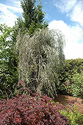 Weeping Myall (Acacia pendula) at Stonegate Gardens