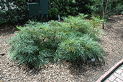 Soft Caress Mahonia (Mahonia eurybracteata 'Soft Caress') at Lakeshore Garden Centres