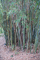 Graceful Bamboo (Bambusa textilis 'Gracilis') at Stonegate Gardens