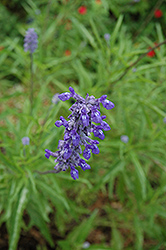Lyreleaf Sage (Salvia lyrata) at A Very Successful Garden Center