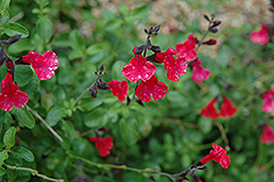 Navajo Red Autumn Sage (Salvia greggii 'Navajo Red') at Stonegate Gardens