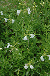 Navajo White Autumn Sage (Salvia greggii 'Navajo White') at Stonegate Gardens
