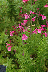 Navajo Pink Autumn Sage (Salvia greggii 'Navajo Pink') at Stonegate Gardens