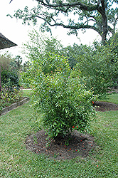 Pomegranate (Punica granatum) at Stonegate Gardens