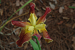 Cajun Sunrise Iris (Iris 'Cajun Sunrise') at Stonegate Gardens