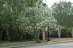 White Oleander (Nerium oleander 'Alba') at Stonegate Gardens