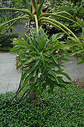 Tree Philodendron (Philodendron bipinnatifidum) at Stonegate Gardens