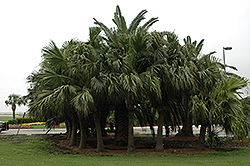 Chinese Fan Palm (Livistona chinensis) at Stonegate Gardens