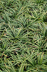 Dwarf Mondo Grass (Ophiopogon japonicus 'Nanus') at Stonegate Gardens