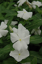 Mediterranean XP White Vinca (Catharanthus roseus 'PAS553555') at Stonegate Gardens