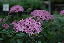 Orchid Illusion Star Flower (Pentas lanceolata 'Orchid Illusion') at Stonegate Gardens
