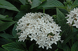 Butterfly White Star Flower (Pentas lanceolata 'Butterfly White') at A Very Successful Garden Center