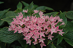 New Look Pink Star Flower (Pentas lanceolata 'New Look Pink') at Stonegate Gardens