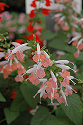 Coral Nymph Sage (Salvia coccinea 'Coral Nymph') at Stonegate Gardens