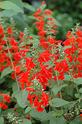 Lady In Red Sage (Salvia coccinea 'Lady In Red') at Stonegate Gardens