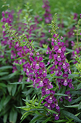 Serenita Purple Angelonia (Angelonia angustifolia 'PAS803822') at Stonegate Gardens